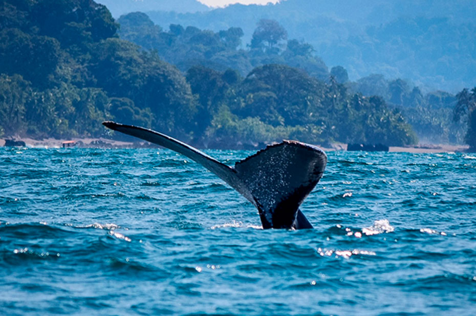 Bahia Malaga Ballenas Jorobadas